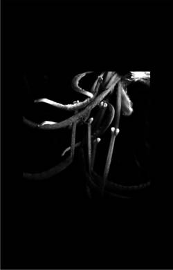 Le Langage des Fleurs